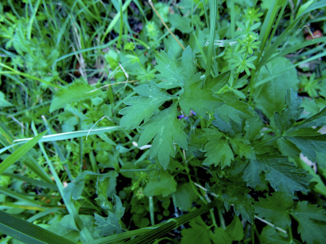 Apiacea da determinare